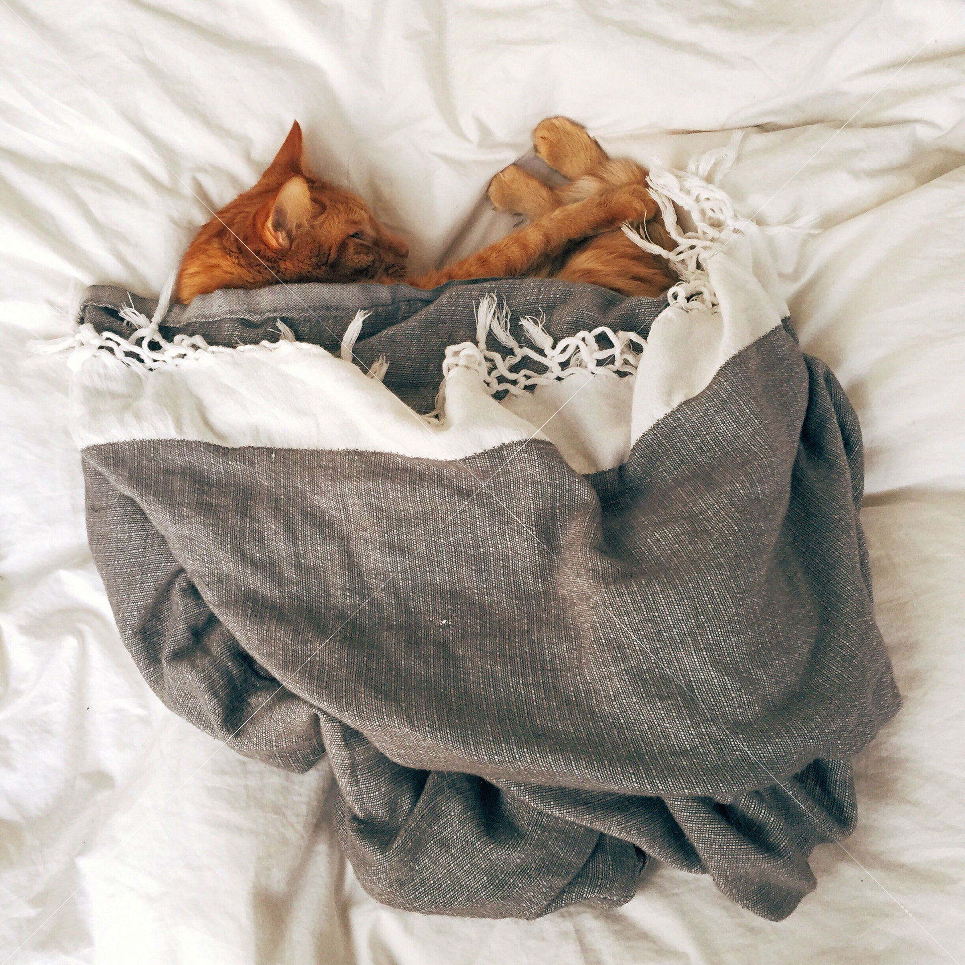 animal bed cat