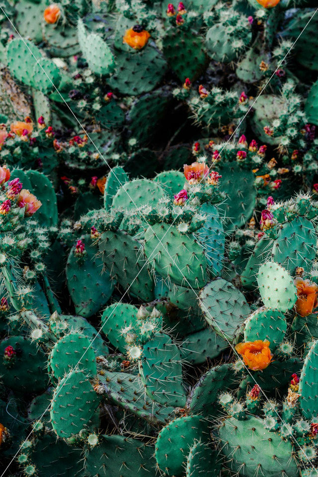 botanical cacti cactus mobilewallpaper