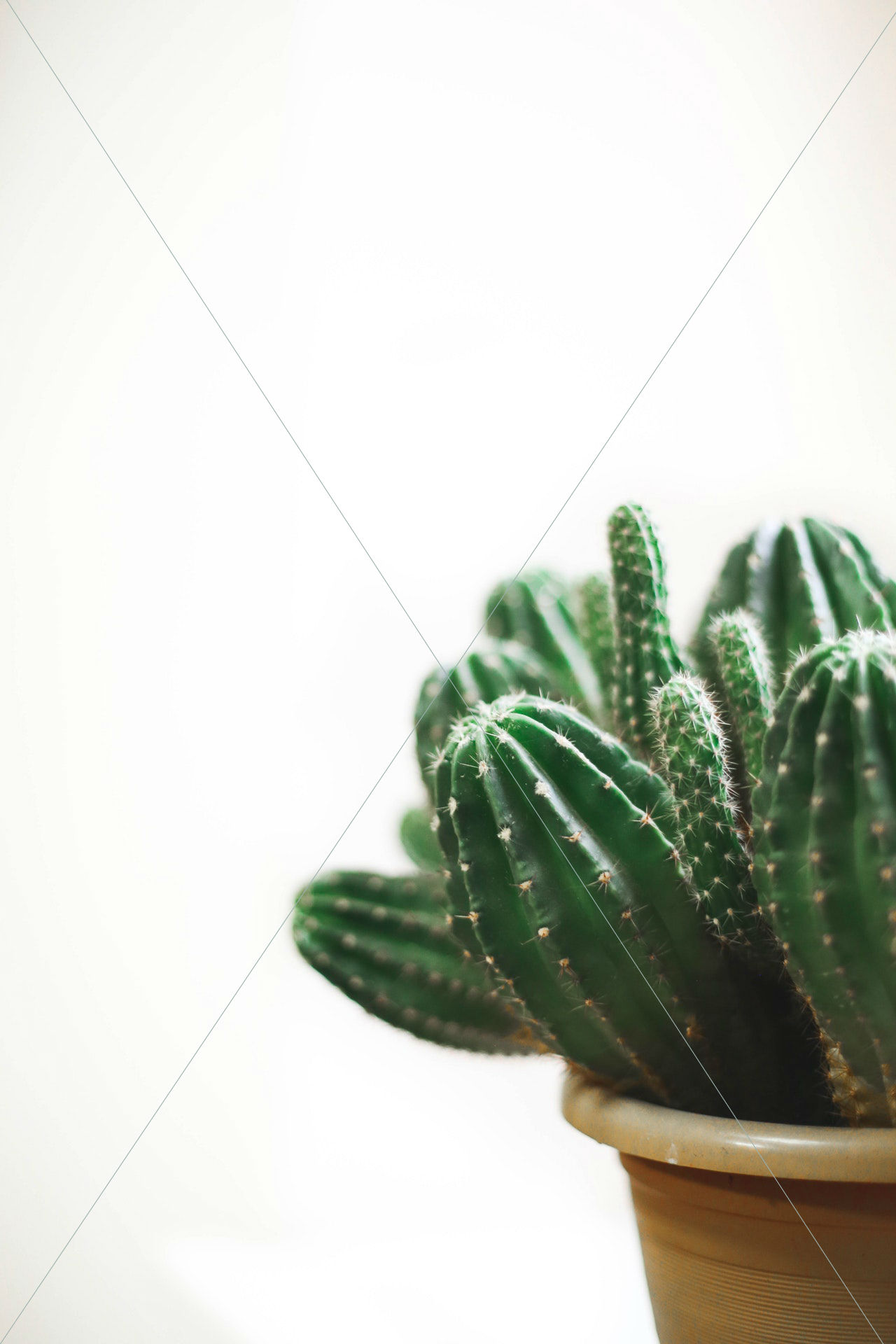 botanical cactus cactus plant